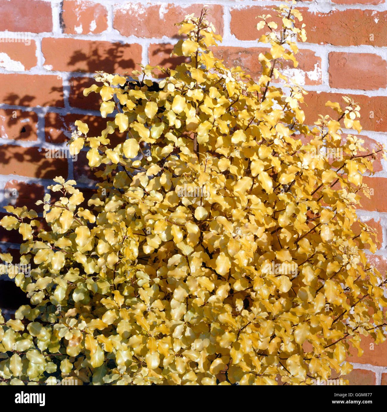Pittosporum tenuifolium - `Warnham Gold' AGM in Winter colour   TRS080922 Stock Photo